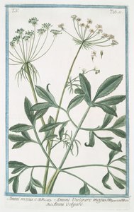 Ammi majus