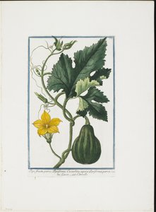 Vegetable Print, from Hortus Romanus, Vol. I or II