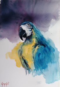 Blue and Yellow Macaw by Giorgio Gosti