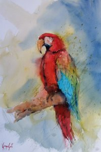 Vibrant Red Macaw
