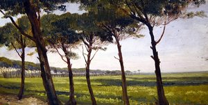 A Line of Old Pines