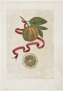 Aurantium Virgatum, from Hesperides, 1646 by Giovanni Battista Ferrari