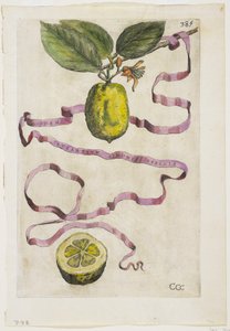 Idem Aurantium Limonis Effigle, from Hesperides by Giovanni Battista Ferrari