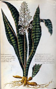 Aloe. Medicinal Plant. Engraving - in 