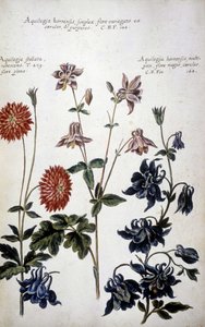 Botanical Board: Three Kinds of Ancolies (Aquilegia) by Giovanni Battista Morandi