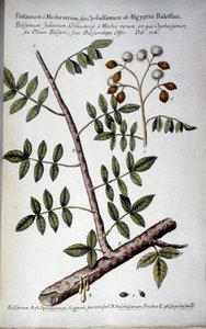 Opobalsamum (Branch with sap) - In 