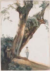 Ancient Trees in the Roman Campagna