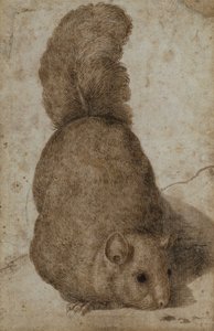 A Squirrel