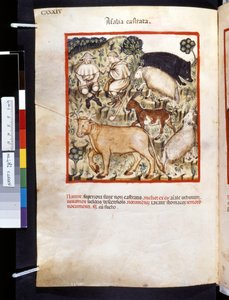 Theatrum sanitatis by Ububchasym de Baldach: 