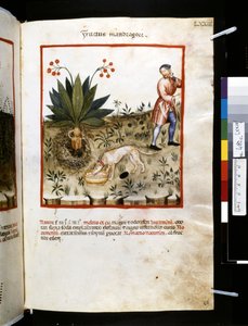 Theatrum sanitatis by Ububchasym de Baldach: 