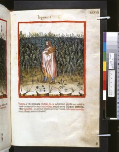 Theatrum sanitatis by Ububchasym de Baldach: 