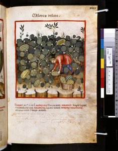 Theatrum sanitatis by Ububchasym de Baldach: 
