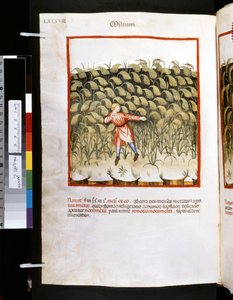 Theatrum sanitatis by Ububchasym de Baldach: 