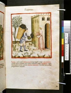 Theatrum sanitatis by Ububchasym de Baldach: 