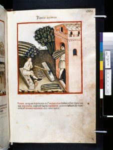 Theatrum sanitatis by Ububchasym de Baldach: 