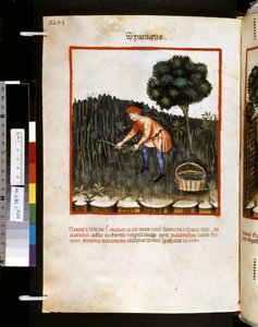Theatrum sanitatis by Ububchasym de Baldach: 