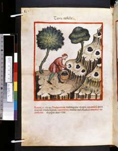 Theatrum Sanitatis by Ububchasym de Baldach: 
