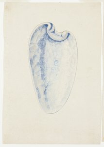 Overview of Lavender Elongated Shell