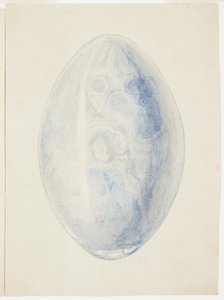 Overview of Oval Shell Stone