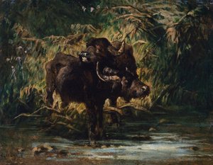 Young buffaloes