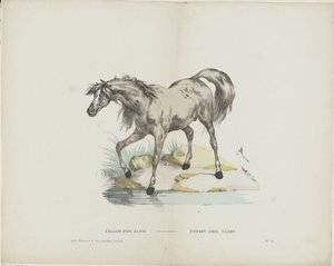 Thoroughbred Stallion by Glenisson and Van Genechten