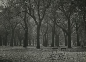 Autumn trees in Hyde Park, London