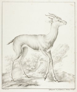 Antelope