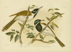 Blue-Faced Honeyeater, 1891
