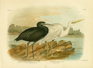 Blue Reef Heron, 1891