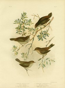 Inland Thornbill Or Broad-Tailed Thornbill