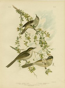 Lewin Honeyeater