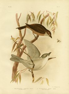 Little Shrike-Thrush