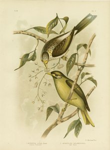 Luteous Honeyeater or Yellow-Throated Miner, 1891