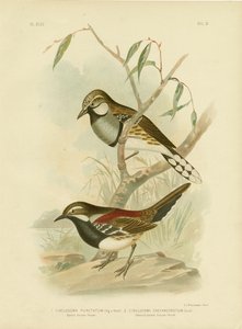 Spotted Ground-Thrush