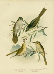 Uniform-Coloured Honeyeater Or White-Gaped Honeyeater, 1891
