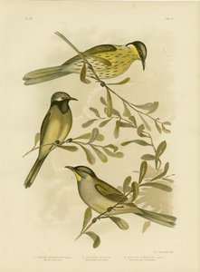 Varied Honeyeater, 1891