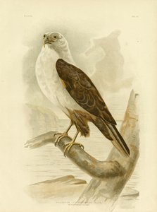 White-Breasted Sea Eagle, 1891