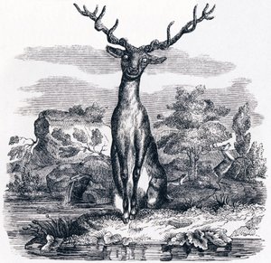 The Deer Looking at Himself in the Water - Fables by La Fontaine