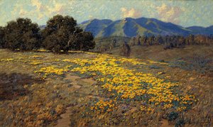 California Poppies