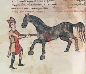 Operating on a Horse