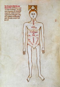 Surgery: Representation of the Human Body. Miniature in 