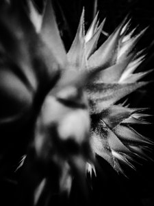 Flower No. 15, 2025