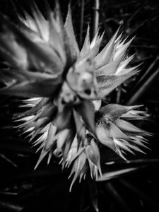 Flower No. 16
