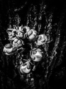 Flower No. 17