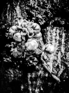 Flower No. 18