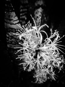 Flower No. 21