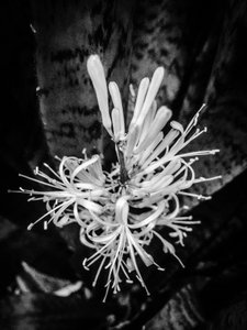 Flower No. 22