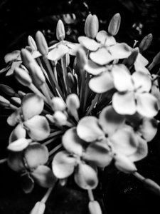 Flower No. 25