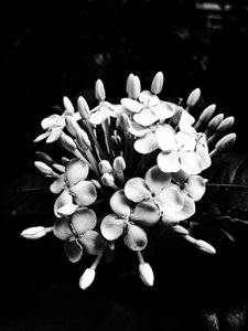 Flower No. 27