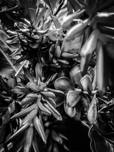 Flower No. 30, 2025